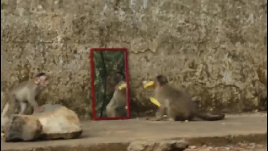 bully monkey by snake comedy