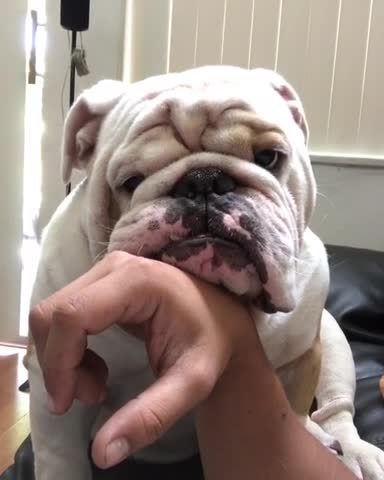 Bulldog le demuestra todo su amor a su dueño