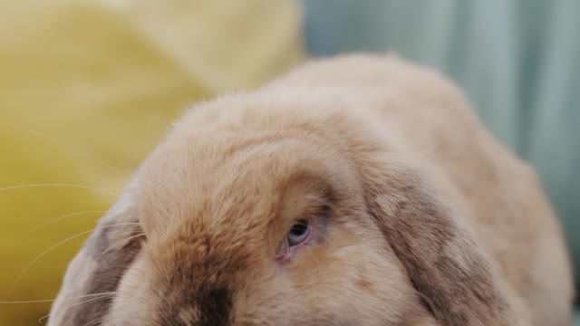 rabbit resting on the couch