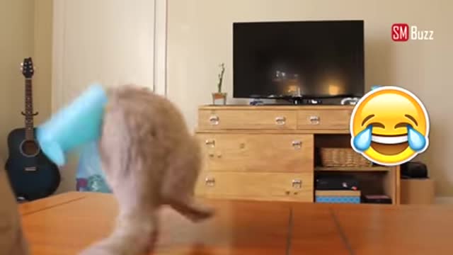 A cat miraculously escaped from suffocation