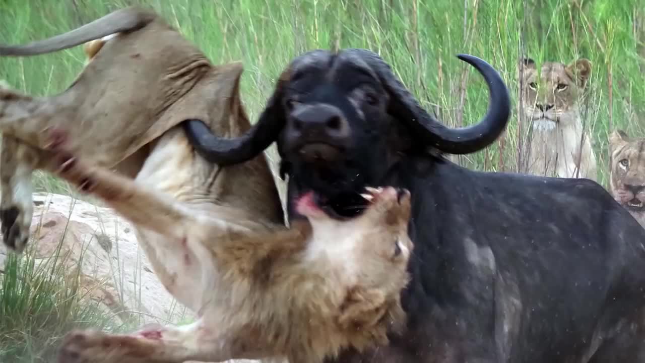 Mother Buffalo kills old Lion who try to eat her baby, Harsh Life of Wild Animals