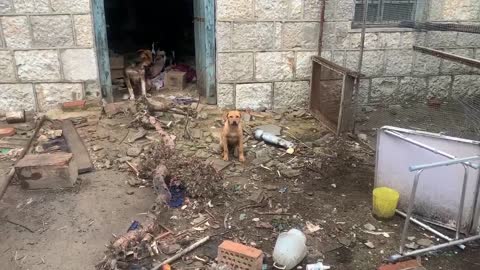 group of dogs living together