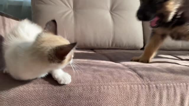 German Shepherd Puppy and Kitten Playing TRY NOT TO LAUGH