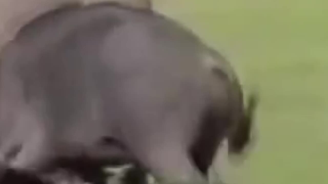 Rhino vs Buffalo