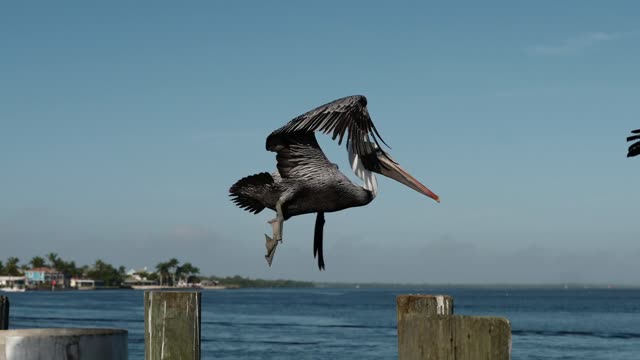 bird-feathers-wings-beak-food