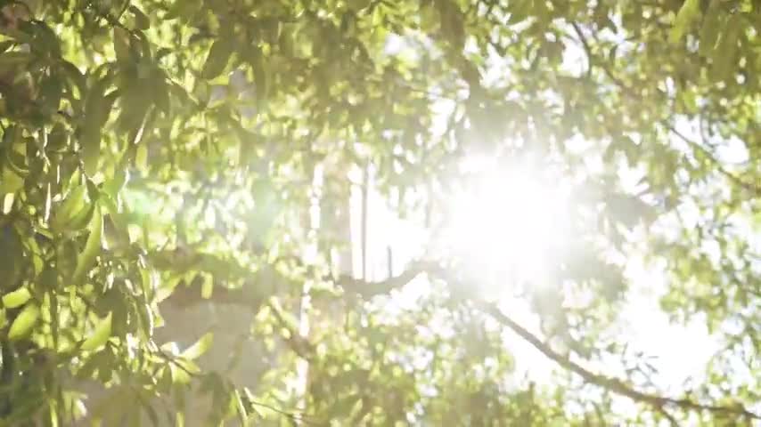 Beautiful Sunlight Videos with Music - Stock Footage - Nature Videos