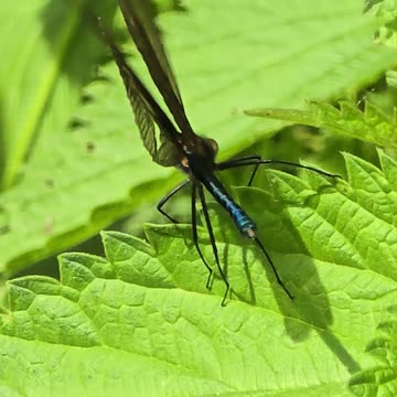 Blue dragonfly flies away in slow motion / beautiful insect in slow motion.