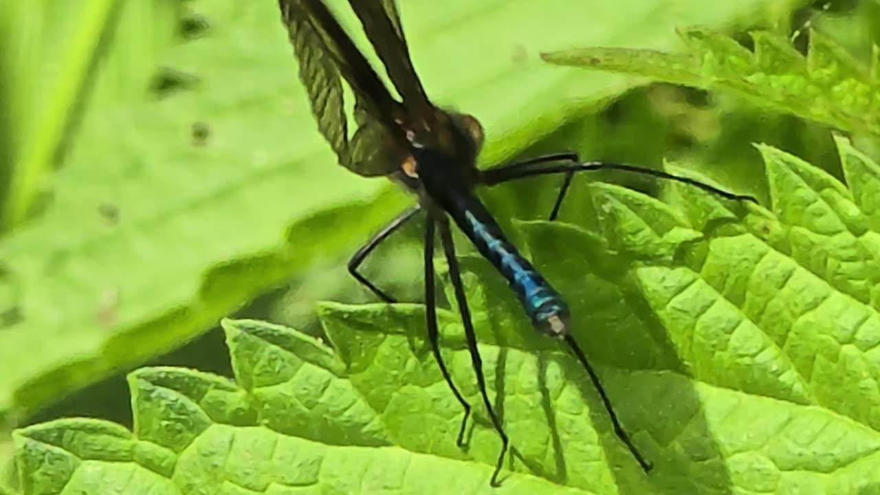 Blue dragonfly flies away in slow motion / beautiful insect in slow motion.