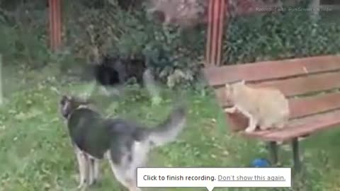 CATS VS DOGS AND FUNNY FIGHT