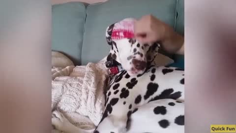 Dogs and Cats Very Funny Videos