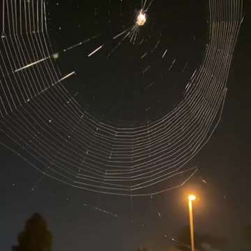 Look at that spider and web