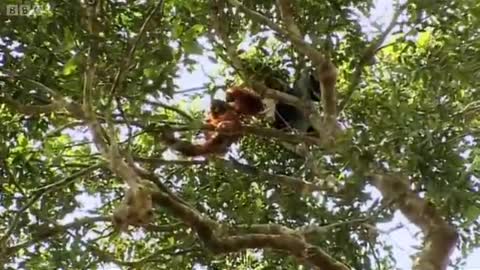 A Dangerous Rescue | Orangutan Diary | BBC Earth