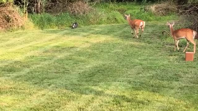 Deer Chases Off Curious Cat