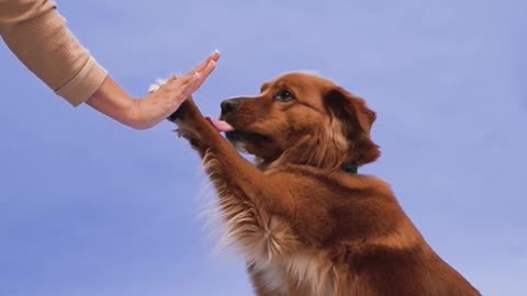 Teaching Dog to High Five