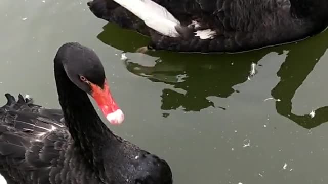 A pair of black swans