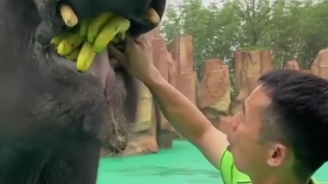 Elephant eats banana