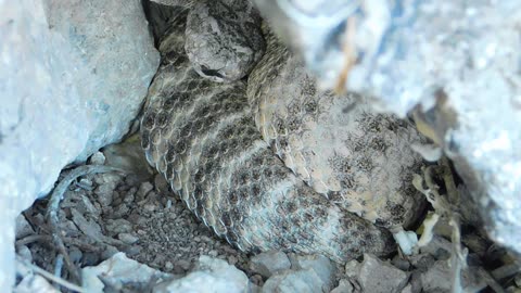Tiger Rattlesnake (Crotalus tigris)