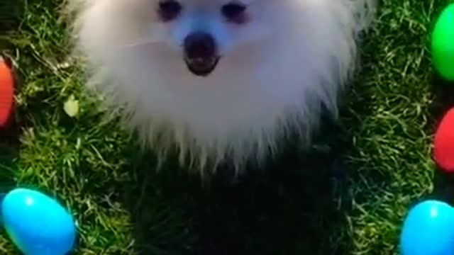 Funny Animals! Funny Dogs! Funny Videos! # Shorts