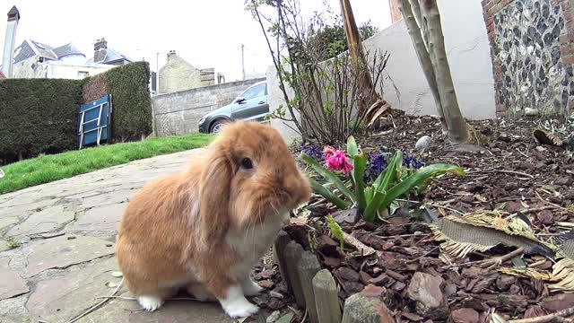 Cute little Pimousse found the only flower in the garden