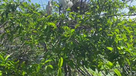 Wood Storks at Wakodahatchee wetlands today