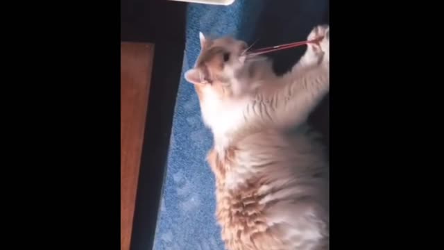 cat:oh it hurts!