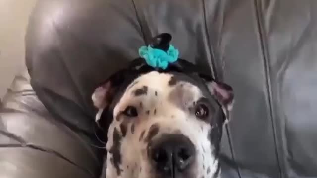 THE GREAT DANE Dog Video 107 - Great Dane Compilation - Tallest Dog in The World