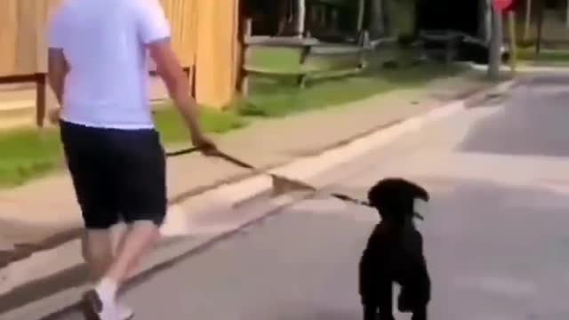 Funny Videos of dogs, episode 4