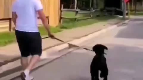 Funny Videos of dogs, episode 4