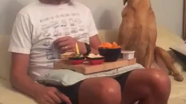 DOG WATCHING OWNER EATING AND PRETENDING