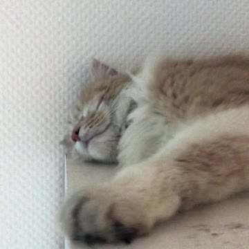 Maine Coon Cat's dirty paws