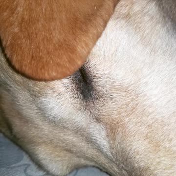 Cute uncovering of my cute labrador