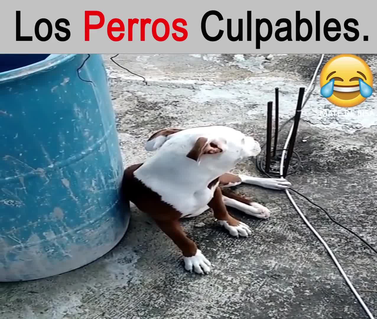 perritos graciosos regañados