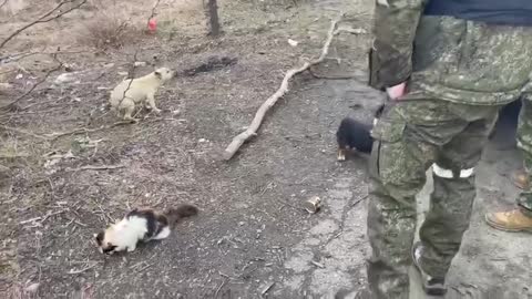 Russian military rescue stray pets