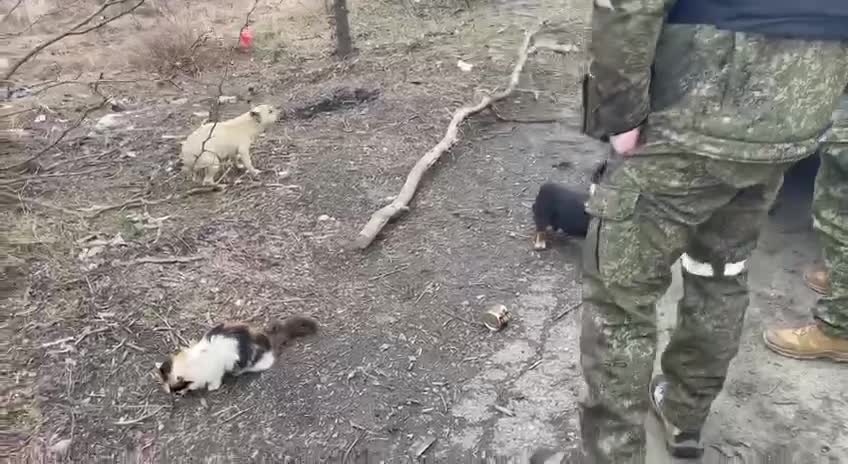 Russian military rescue stray pets