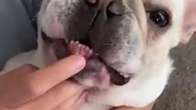Ultimate baby dogs🤣🤣🤣