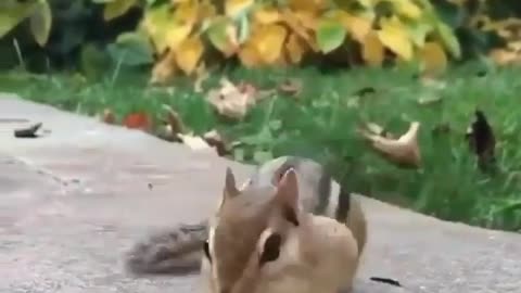 A greedy squirrel #video17