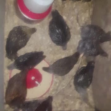 baby chicks in barn