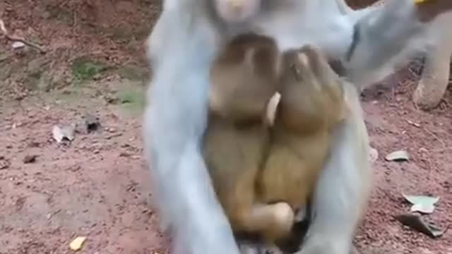 Monkey: don't touch my kids