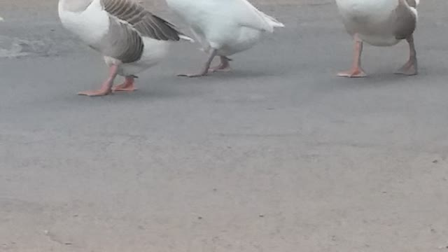 Duck family is out for a walk