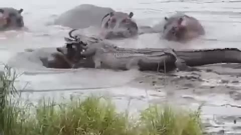 Hippos helped the antelope not become a dinner.