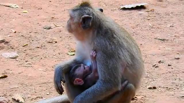 Monkey Slow down and Hug me pity jasper feel scare when young mom julina walk without care him😍