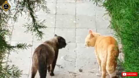 Angry Cat _ Battle Cat | Street Fight _ Cat Fight 🔥 ( Unstoppable Fight ) 😁