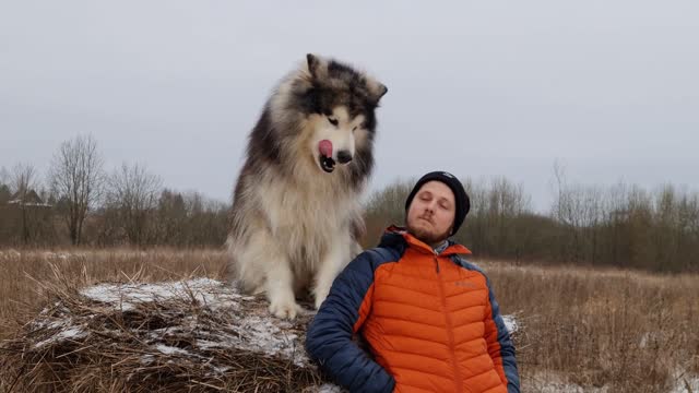 Learn Exactly How We Made DOG IS FRIENDS