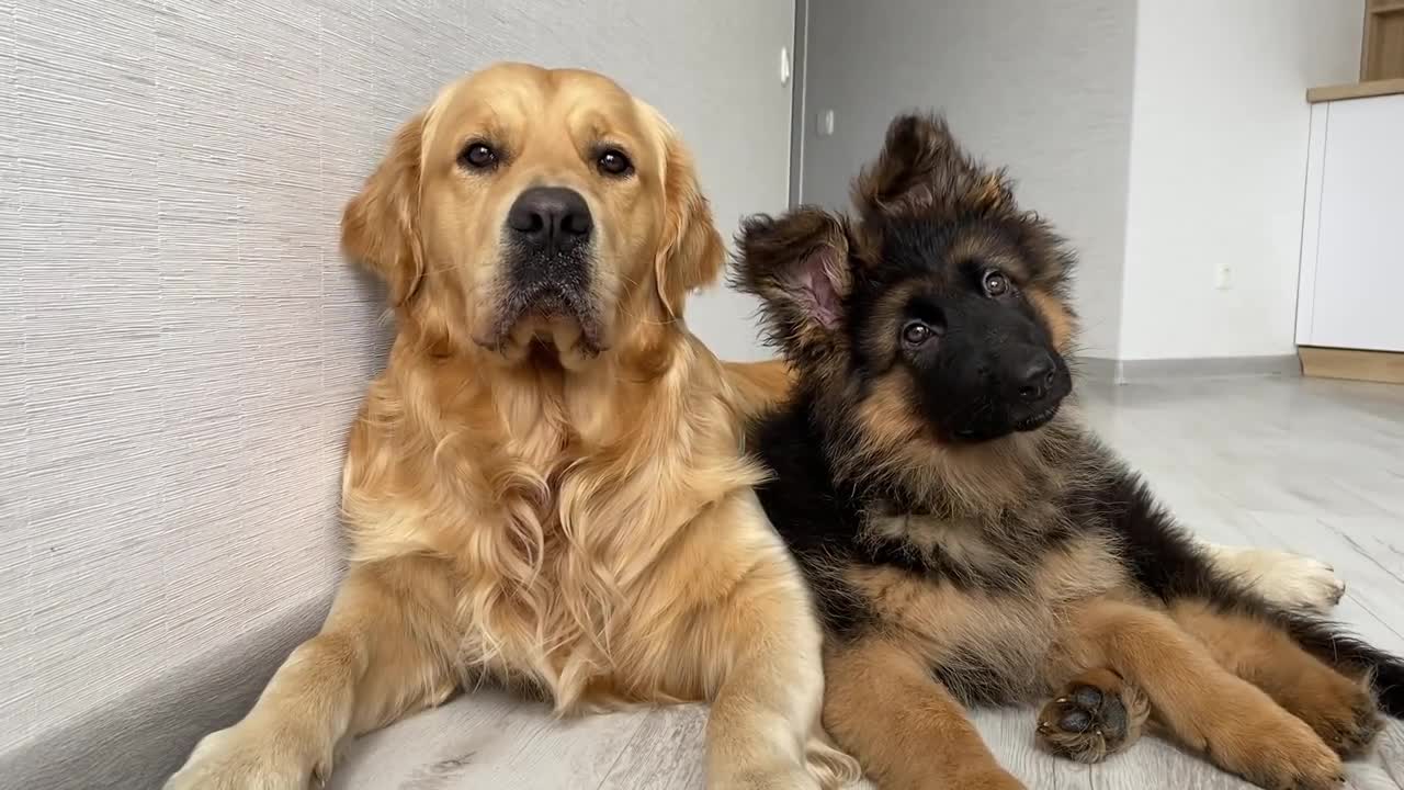 Dog Reviews Sounds with German Shepherd Puppy _