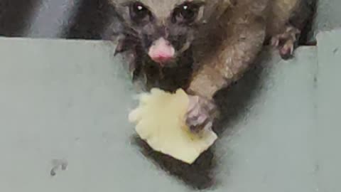 This possum ate my pineapple