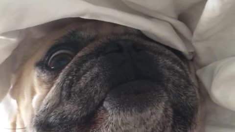 Pug in bed scratching face