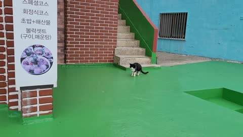 Cats protecting Geoje Island