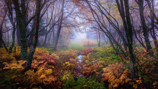 Rain in nature/Rain for study rest and sleep.