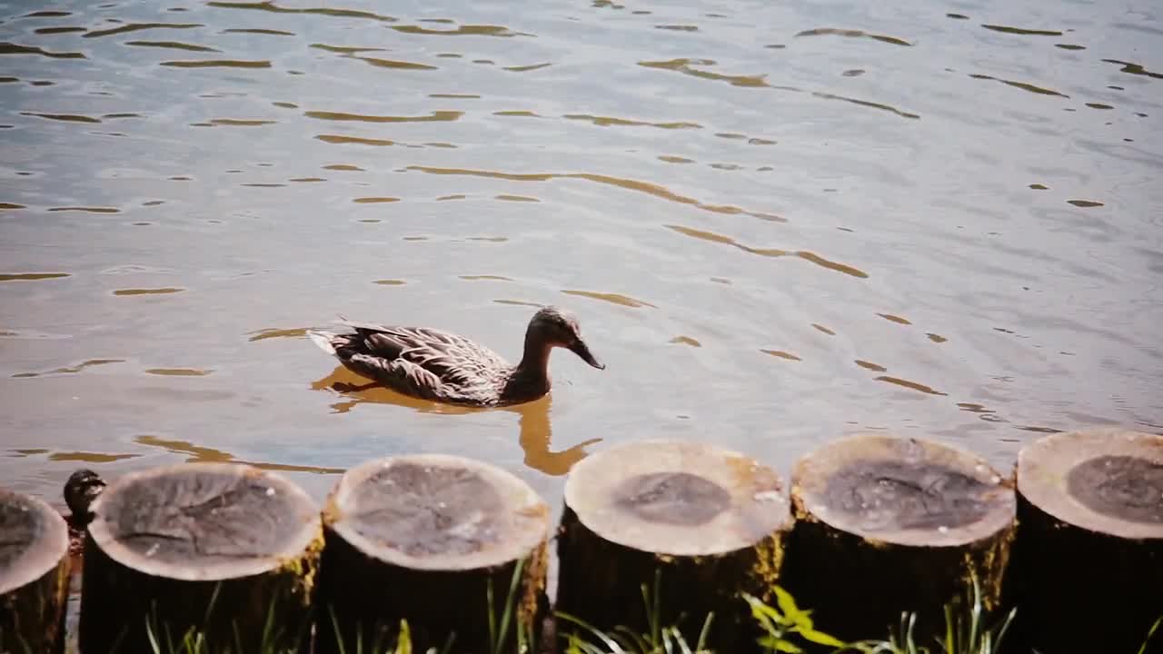 Riverside. Two ducks swiming in the lake in summer day near the wodden fence