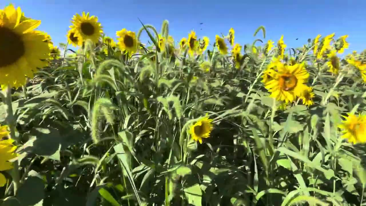 Sunflowers Farm